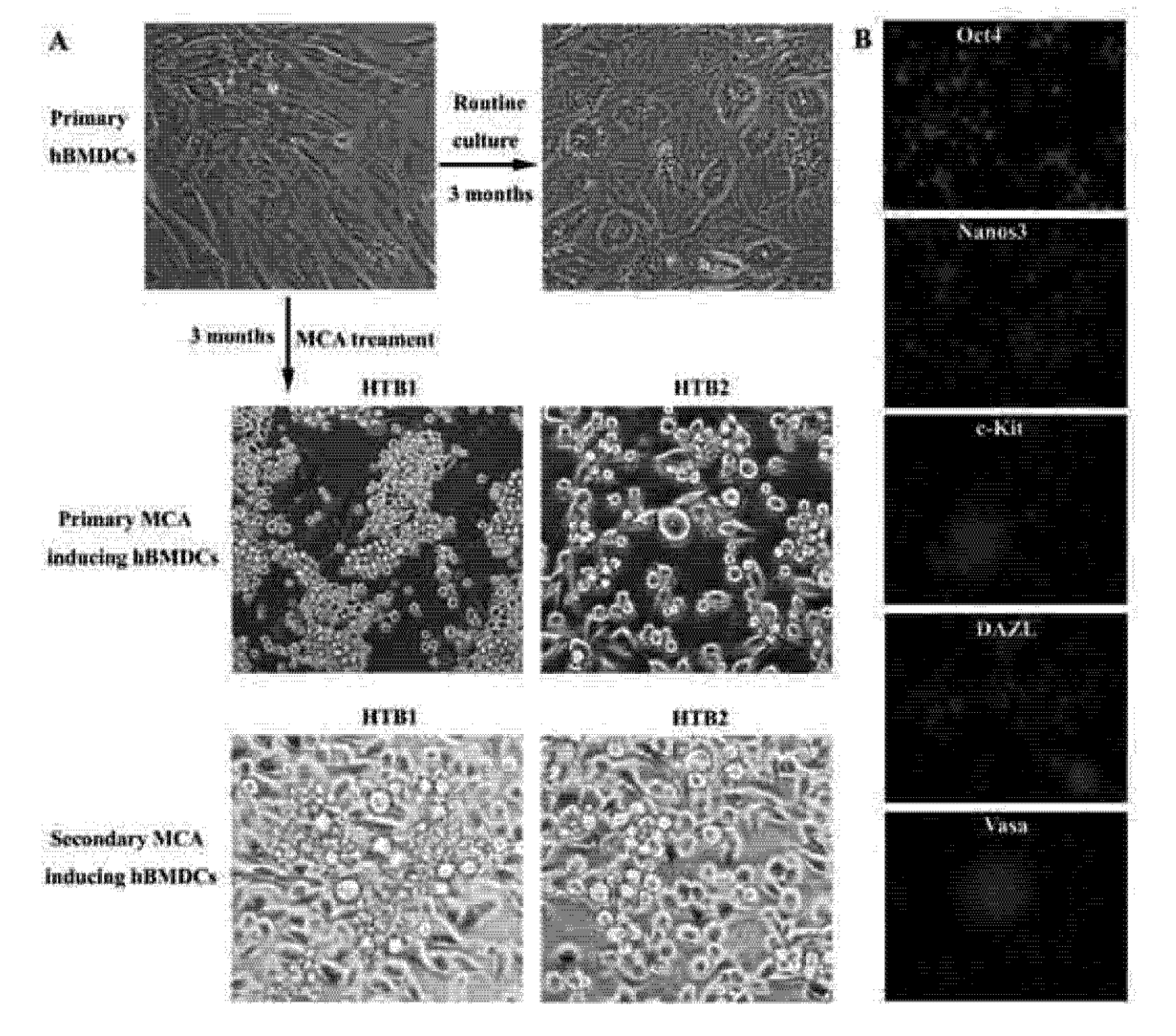 Figure 1: germ cell-like cells produced by MCA-induced hBMDCs