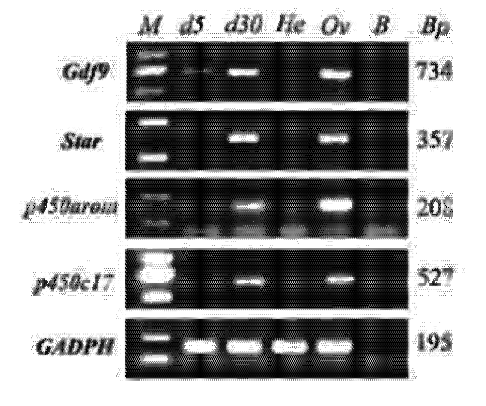 Figure 5: follicle-related genes expressed in induced cells