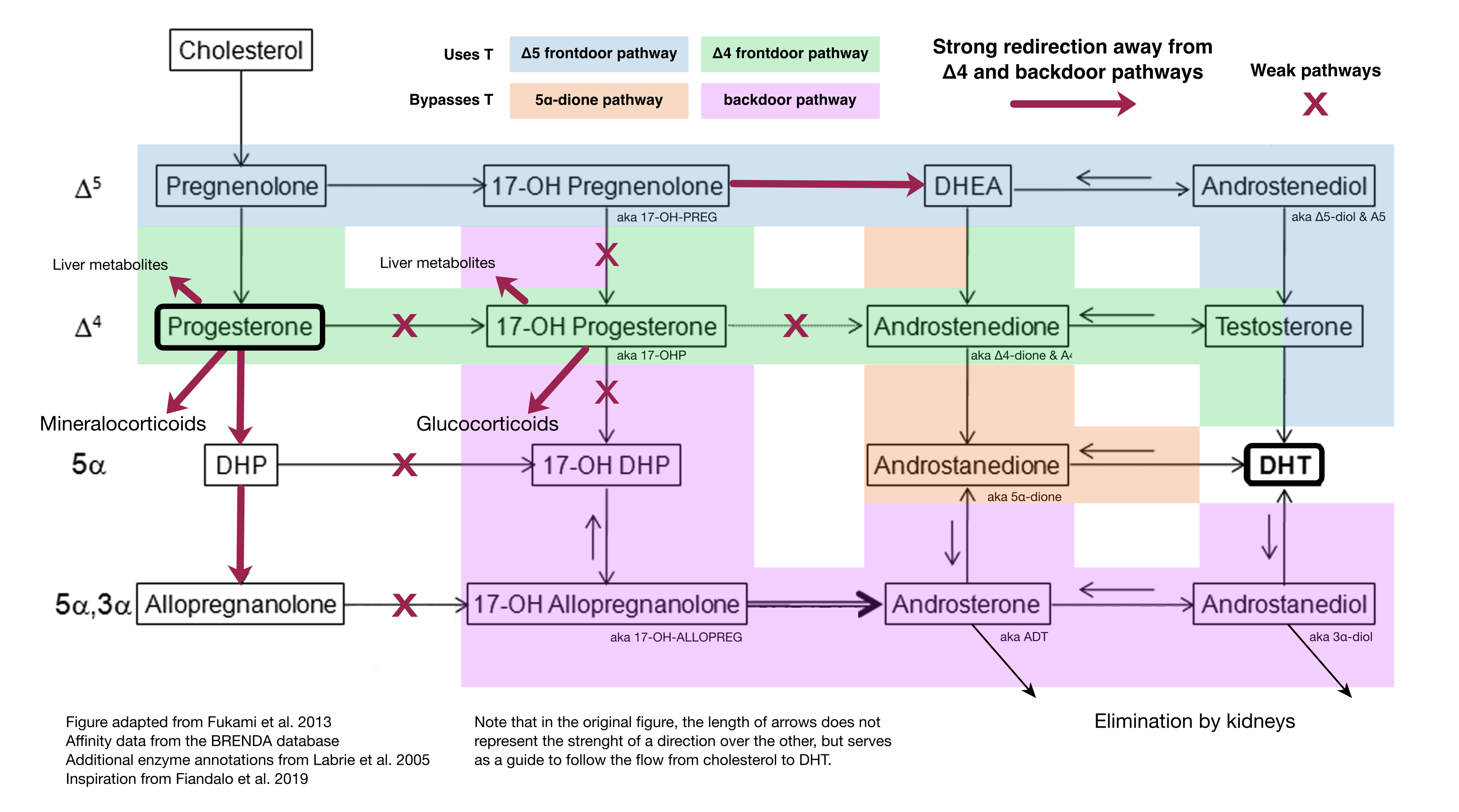 Figure 1: Graphical summary of metabolic redirections away from backdoor pathway